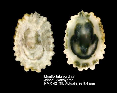 Montfortula pulchra.jpg - Montfortula pulchra(A.Adams,1852)